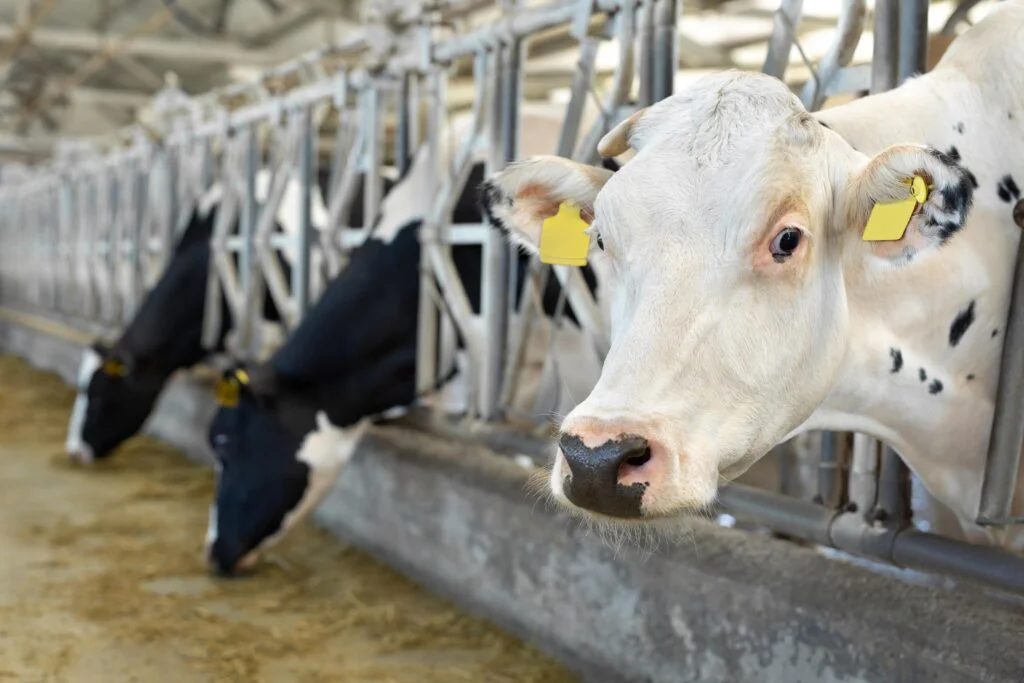 Best Animal Feed Raw Materials