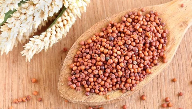 SORGHUM (WHITE AN RED)
